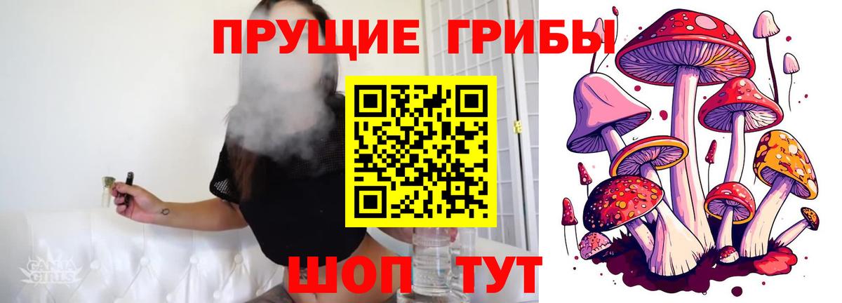 Галлюциногенные грибы Psilocybine cubensis Химки